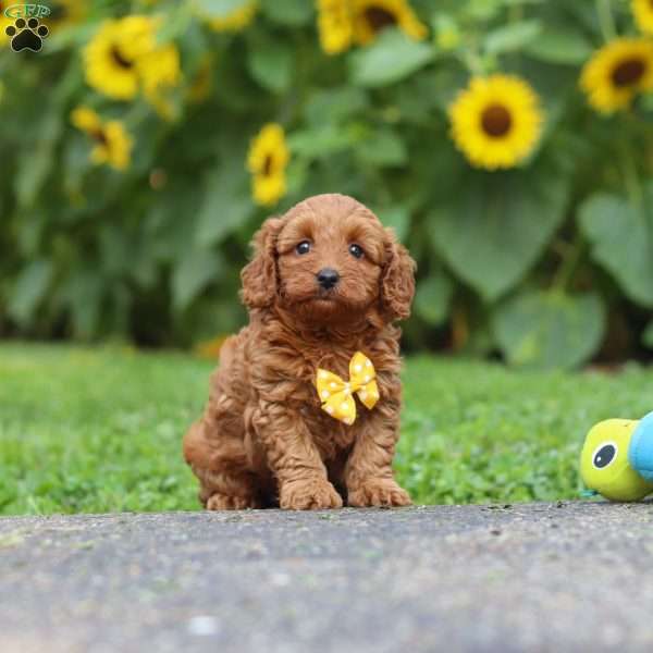 Romeo, Miniature Poodle Puppy